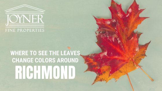Richmond Fall Leaves