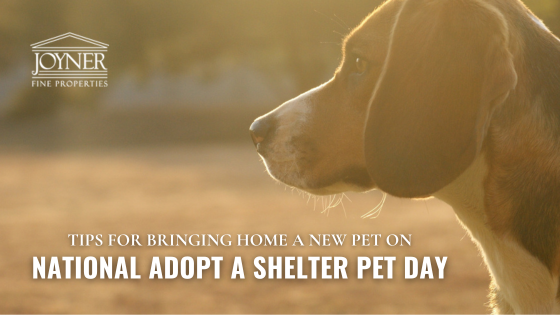 Shelter Pet Day